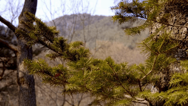 산을 배경으로 한 소나무 가지