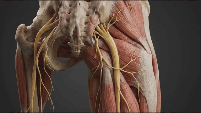 3D Anatomical Structure of Posterior Pelvis and Sciatic Nerve