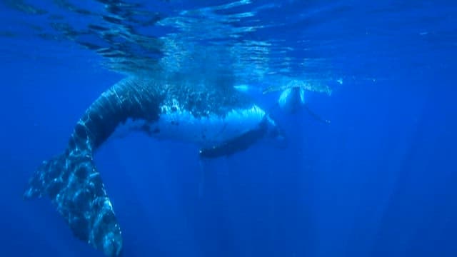 Majestic Whales Swimming in Blue Ocean