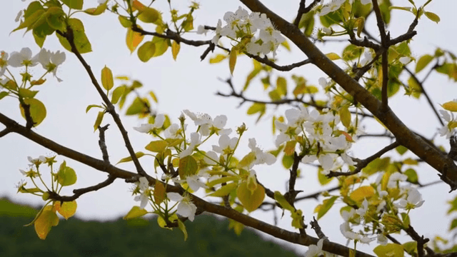 나뭇가지에 핀 하얀 꽃