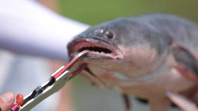 Showing the fish's sharp teeth using tongs