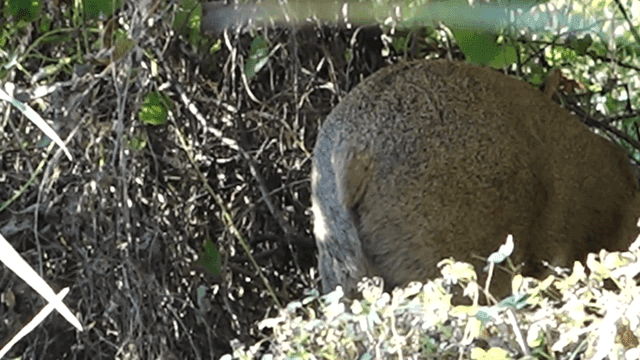 울창한 숲 속의 야생 고라니