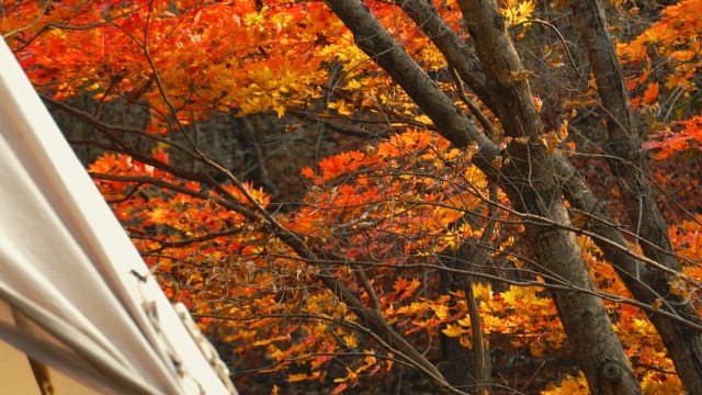 Vibrant Autumn Leaves Near a Tent