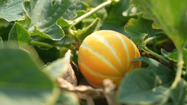 Ripe Korean melons among green leaves