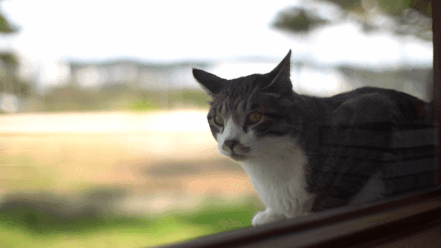 Cat sitting by the window