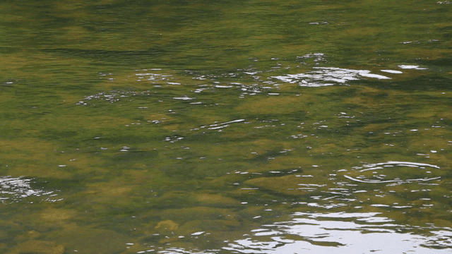 A clear river with gentle ripples