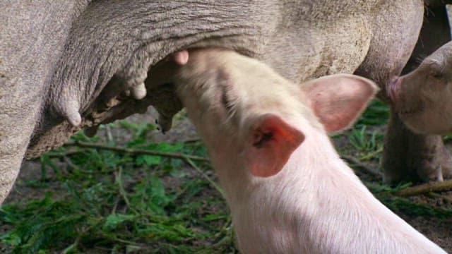 어미 돼지의 젖을 먹고 있는 새끼 돼지들