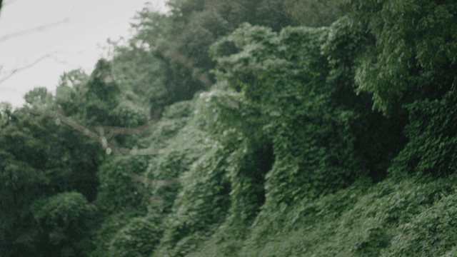 Rain falling in a lush green forest