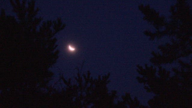 Serene View of Tree Silhouette and Moonlit Night Sky