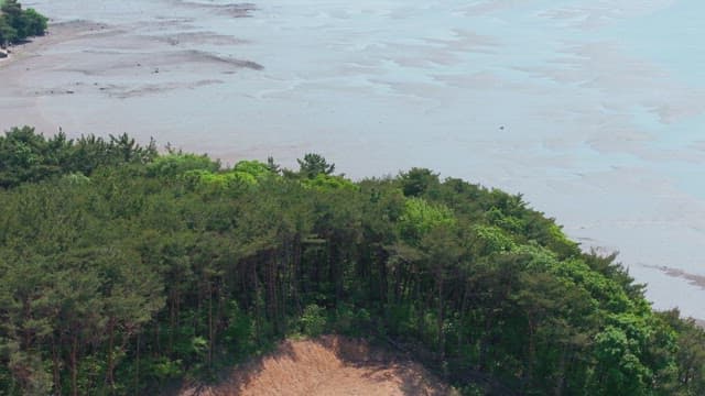 고요한 해안가의 푸른 숲