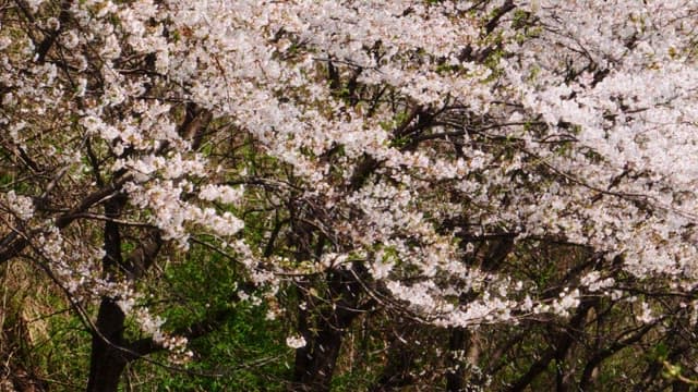 Full bloomed cherry blossoms swaying in the spring breeze and fluttering petals