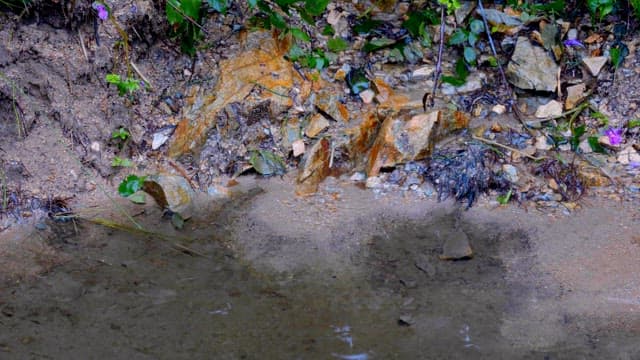 Raindrops falling into a mud puddle