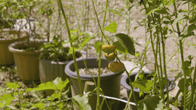 Potted Physalis plants growing in sunlight