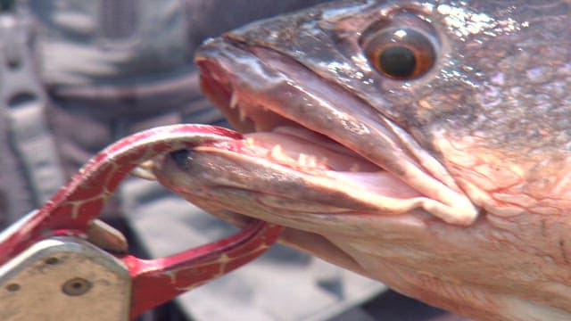 Showing the fish's sharp teeth using tongs