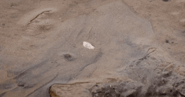 진흙 해안으로 들어가는 조개의 모습