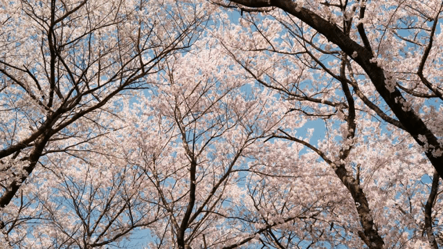 맑은 하늘 아래 만개한 벚꽃