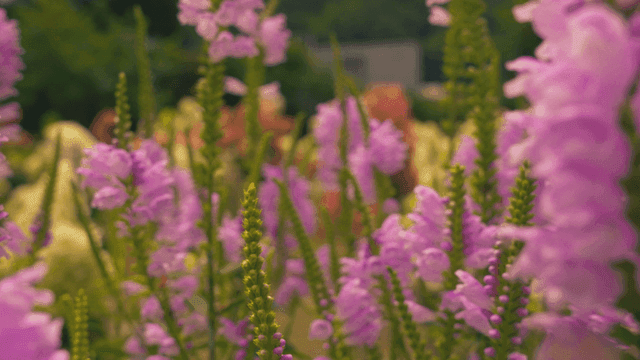 개미들이 돌아다니는 무성한 정원의 화려한 분홍 꽃