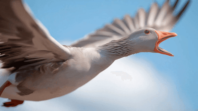 Goose flying in clear sky
