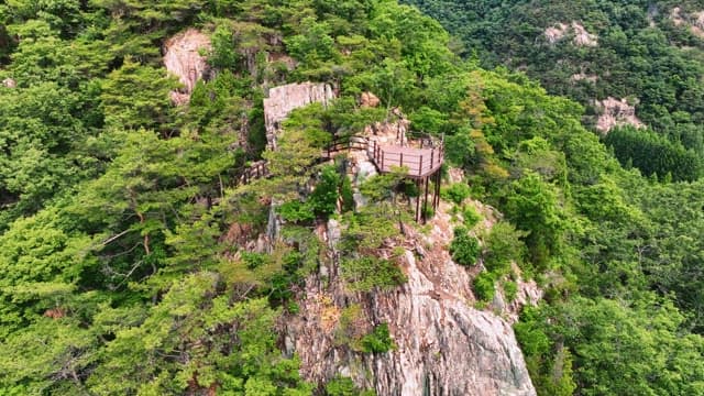 풍경이 아름다운 녹색 숲