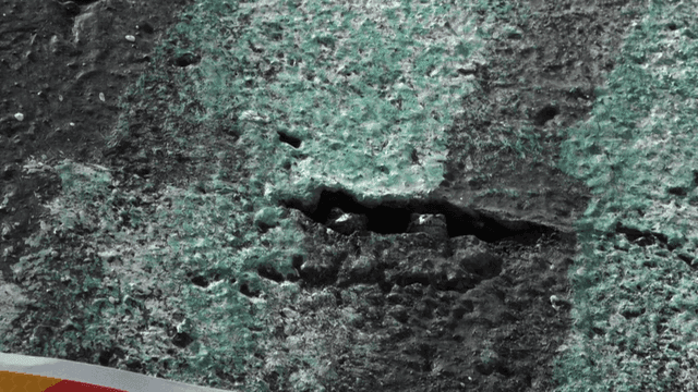 Two small frogs in crevice in concrete wall