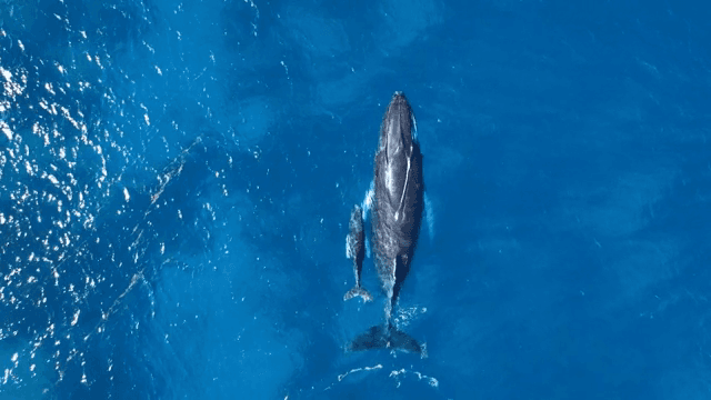 A whale and calf swimming in the ocean