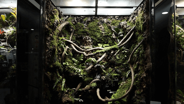 Indoor terrarium with lush green plants
