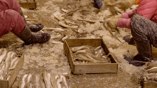 Wooden box containing ice and sea eels