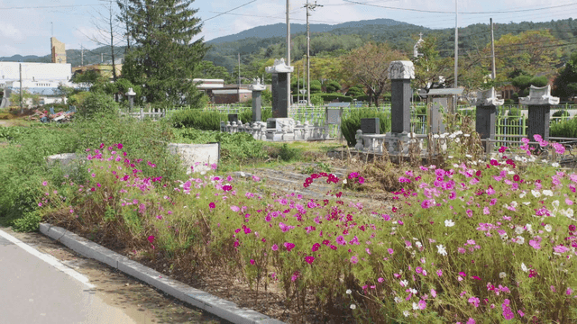 도로변에 묘비 비석 옆 형형색색의 꽃들