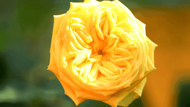 Fully bloomed yellow rose