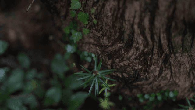 녹색 식물들이 자란 거친 나무 껍질