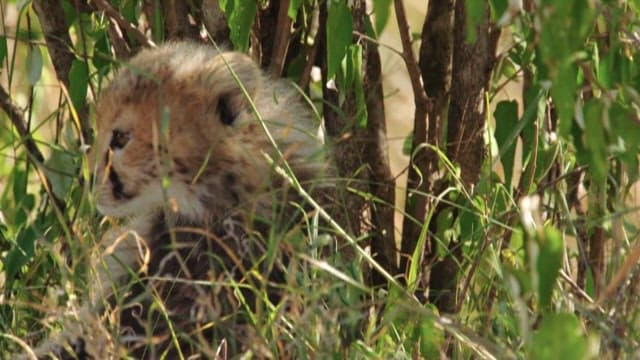 풀 속에서 쉬는 새끼 치타