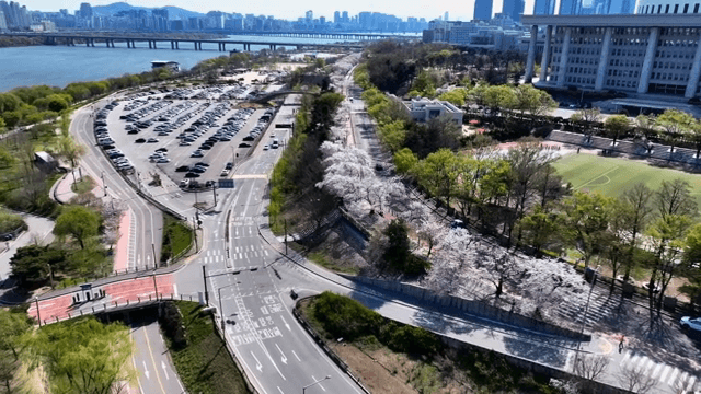 Cherry blossoms along a road