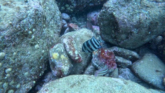 Fish swimming among underwater rocks