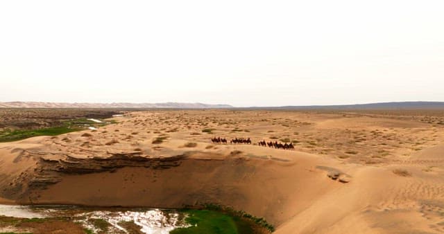 Caravan of camels crossing a desert