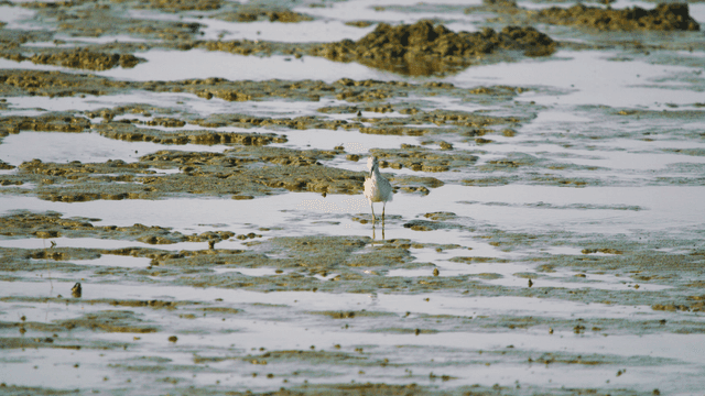 갯벌 진흙 해안에서 걷는 도요새