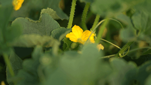 Yellow pumpkin flowers blooming among green leaves