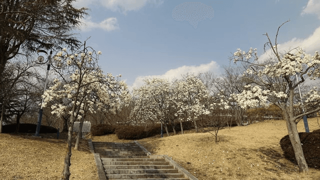 공원에서 피어나는 목련 나무