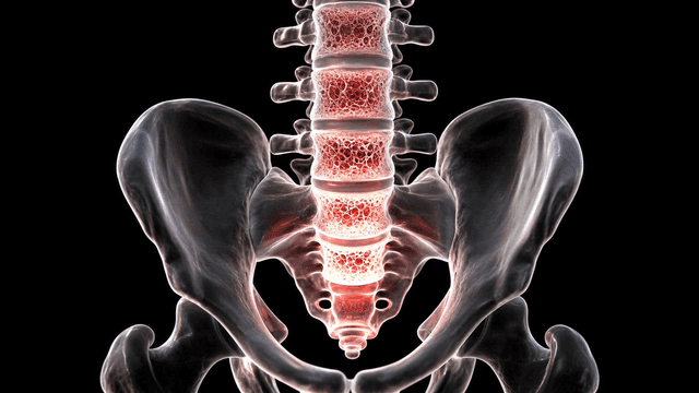 Detailed view of human spine and pelvis