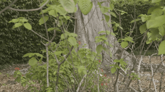 Forest overgrown with lush leaves.