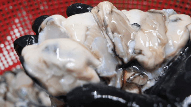 Hand lifting fresh oyster from basket