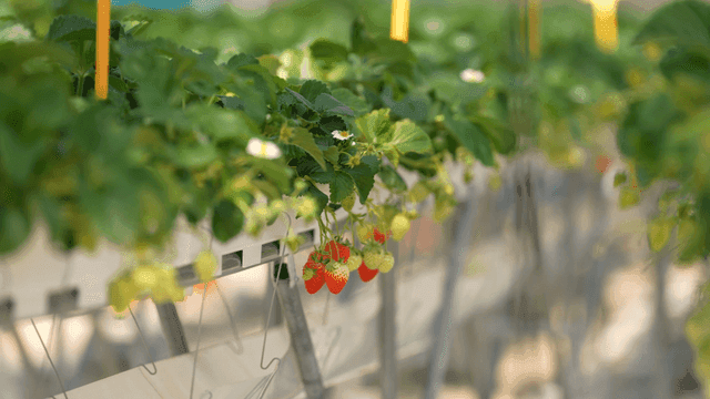 Strawberries growing in a greenhouse
