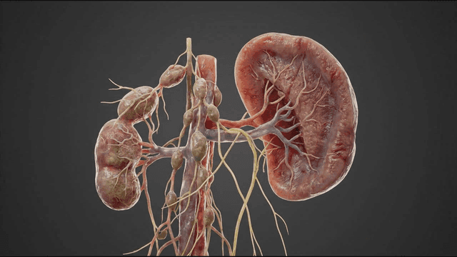 Detailed view of human kidney anatomy