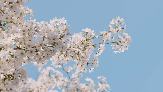 Cherry blossoms against a clear blue sky