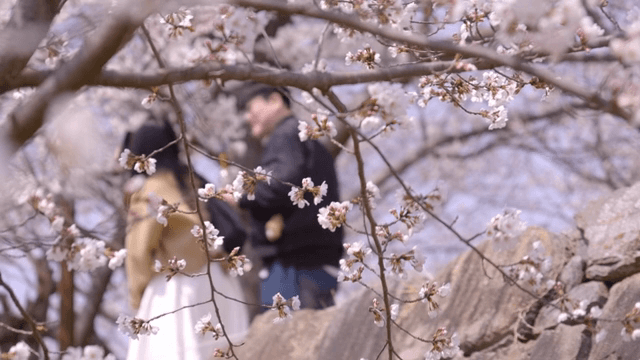 Cherry blossoms in full bloom with people