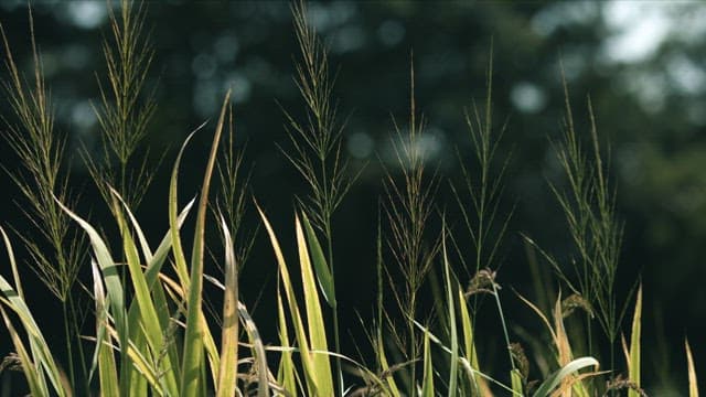 햇빛과 바람을 받고 있는 초록색 풀