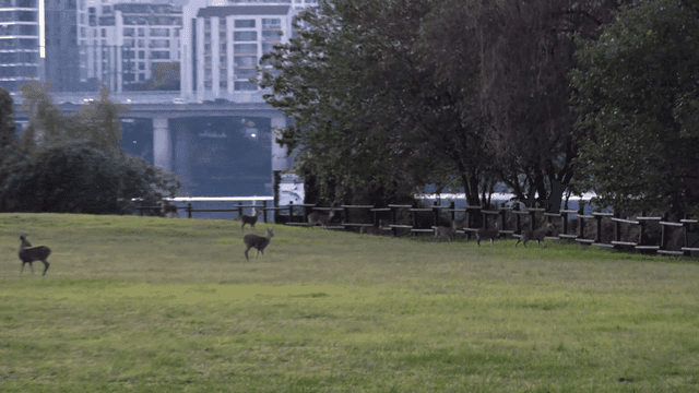 Deer grazing in a park near bridge