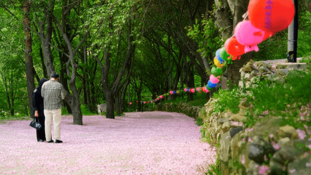 Couple walking on a path covered with pink petals