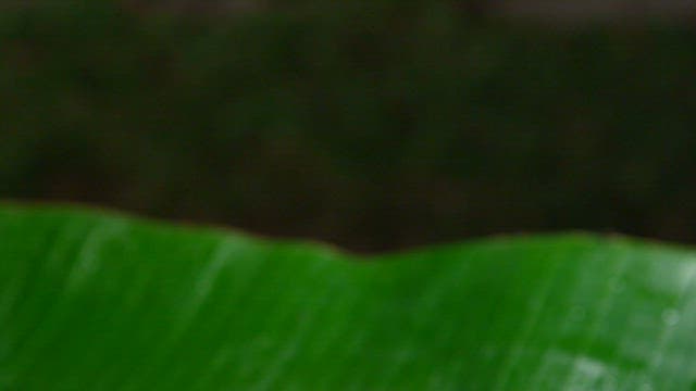 녹색 잎 위에 놓인 신선한 조개 그릇