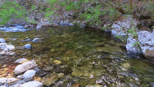 Clear stream flowing through a forest