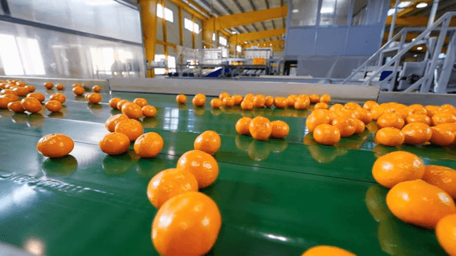 공장에서 컨베이어 벨트 위의 귤